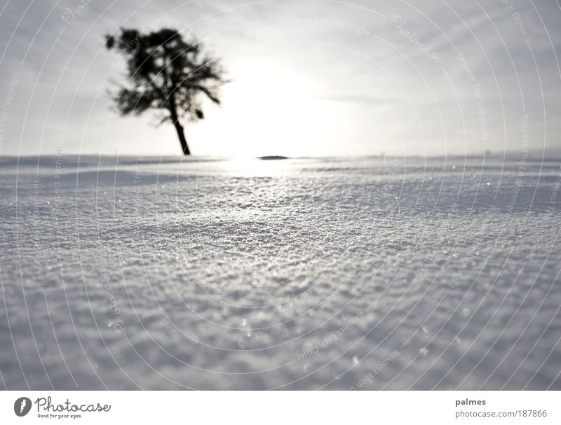 Snow! Freedom Winter Winter vacation Climate Weather Beautiful weather Tree Colour photo Black & white photo Exterior shot Deserted Day Light Sunlight Sunbeam