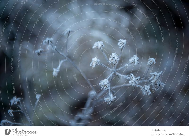 Icy asterisk, seed stalks covered with frost Nature Plant Elements Winter Ice Frost Blossom Wild plant Ice crystal Hoar frost Field Freeze Glittering To dry up