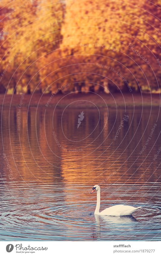 swan lake Trip Nature Water Autumn Beautiful weather Tree Park Pond Lake Outskirts Deserted Animal Swan 1 Esthetic Friendliness Kitsch Natural Cliche Blue