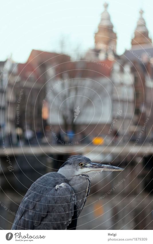 unusual ... Tourism City trip Water Amsterdam Port City Downtown House (Residential Structure) Church Bridge Animal Bird Grey heron 1 Looking Stand Exceptional
