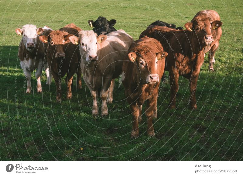 together we're cool. Meadow Field Pasture Animal Farm animal Cow 4 Group of animals Herd Observe Stand Friendliness Healthy Together Delicious Muscular Brown