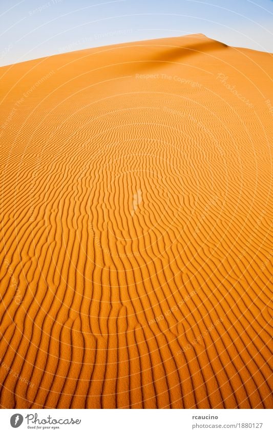 Sand dune in sahara desert, Africa. Nature Landscape Warmth Wild Yellow desolated dry Dune Sahara sunny Wilderness Vertical Exterior shot Deserted