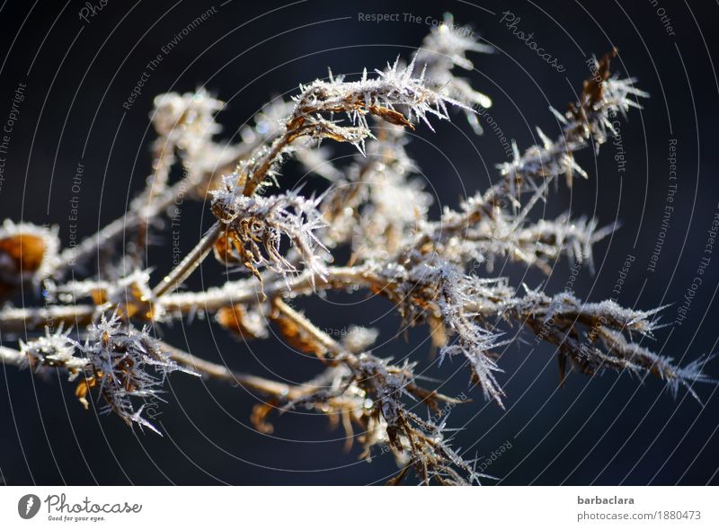 icy suppository dress Nature Plant Winter Climate Ice Frost Bushes Spine Illuminate Cold Point Bizarre Colour photo Exterior shot Close-up Pattern