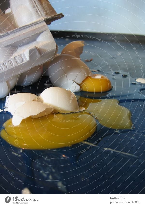 pigs' EIRY Eggs cardboard Broken Food Floor covering Destruction