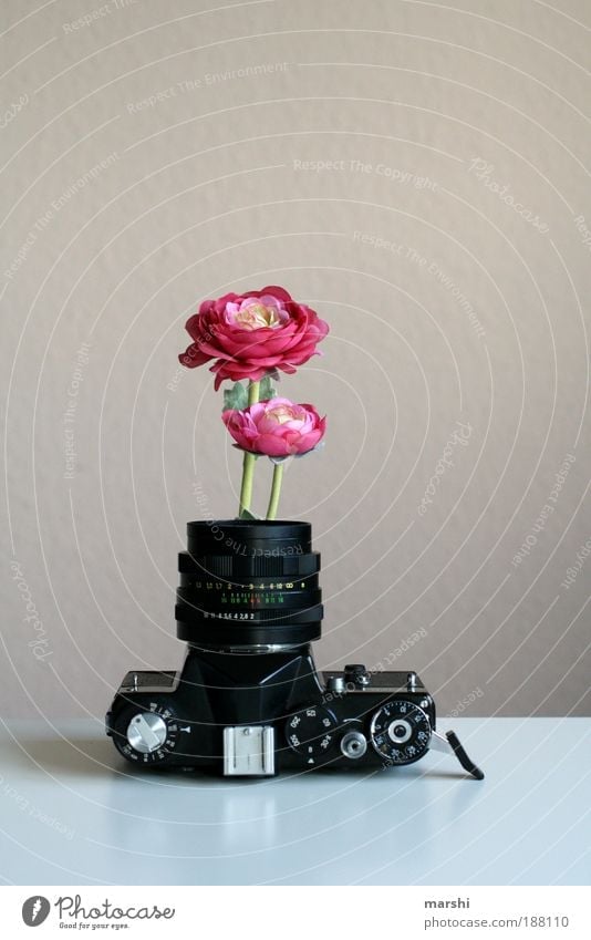 I want spring! Style Design Leisure and hobbies Profession Art Old Analog Photography Take a photo Photographer Flower Flowerpot Vase Rose Wild rose Objective