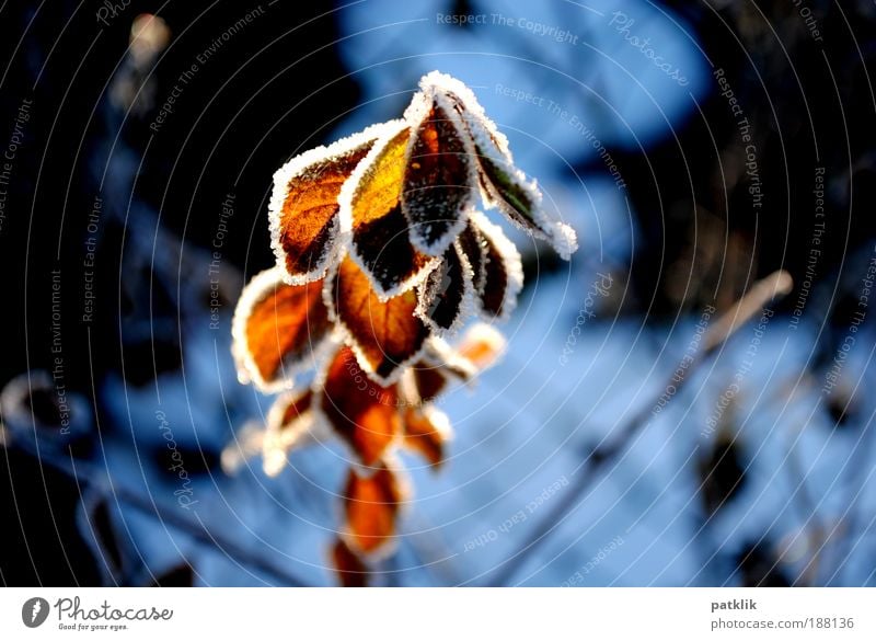Play of light Elegant Plant Sunlight Snow Leaf Longing ice edge Frost Ice Illuminate Winter Cold Lighting Glow Growth Red Confectioner`s sugar Translucent