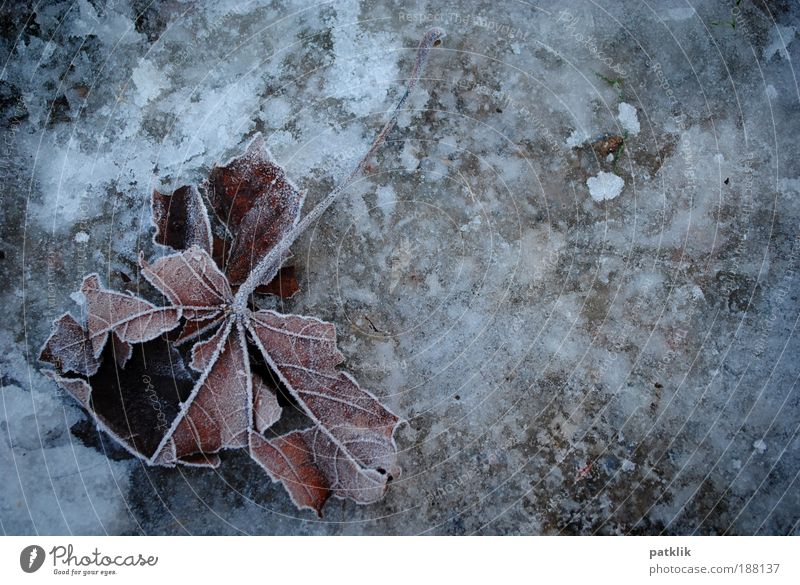 Frozen Leaf Nature Landscape Earth Winter Climate change Weather Ice Frost Park Field Small Town Outskirts Freeze Lie Cool (slang) Broken Brown Gray White Grief