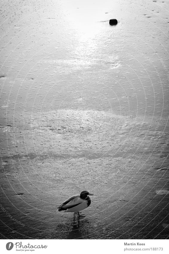 Duck on ice Water Sunrise Sunset Sunlight Winter Ice Frost Snow Drake Stone Stand Wait Longing Esthetic Relationship Loneliness Perspective Calm Emphasis Power