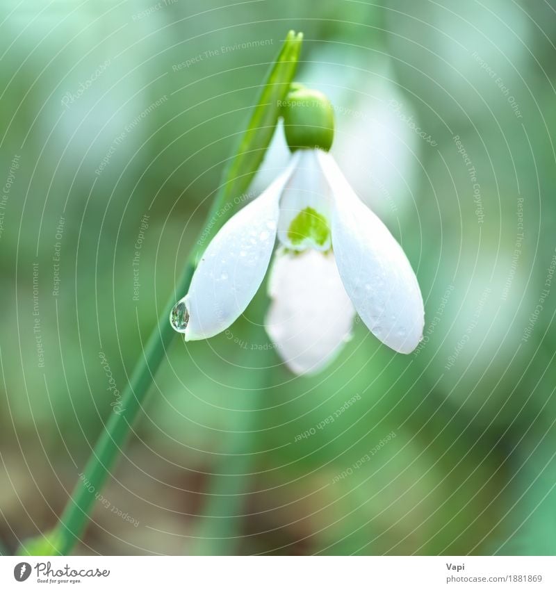 Snowdrops spring white flowers Life Winter Garden Group Nature Landscape Plant Water Drops of water Spring Flower Grass Leaf Blossom Wild plant Park Meadow