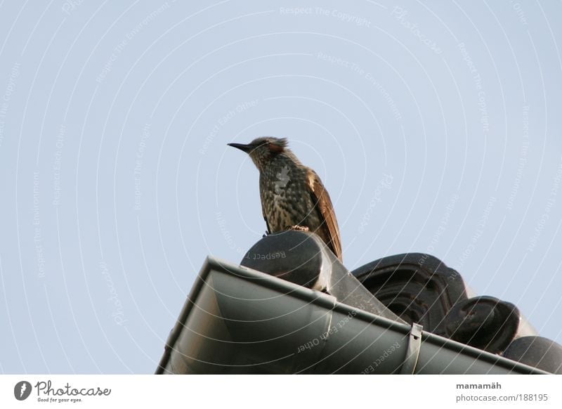 lookout Animal Bird Flying Looking Sit Beak Feather Roof Observe Vantage point Think Wait Sky Colour photo Exterior shot Copy Space left Copy Space top