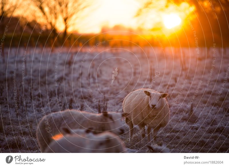 Winter is coming Environment Sunrise Sunset Sunlight Beautiful weather Ice Frost Snow Meadow Field Animal Farm animal Pelt Herd Observe Fat Wool Warmth Sheep