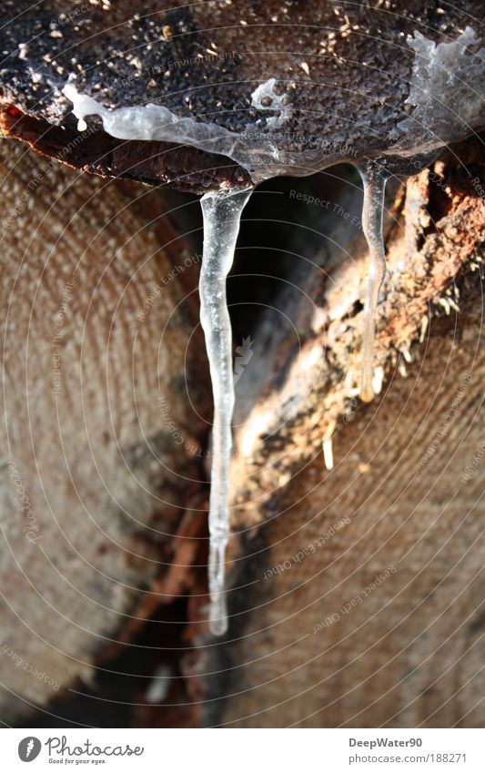 wooden ice Nature Water Winter Beautiful weather Ice Frost Tree Loneliness Wooden stake Day Colour photo Exterior shot Macro (Extreme close-up) Experimental