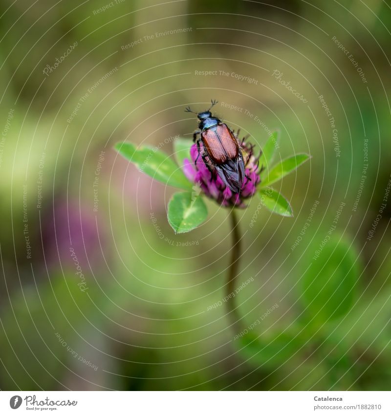 June beetle on red clover flower Nature Plant Animal Summer Flower Leaf Blossom red clover blossom Meadow Beetle 1 Blossoming Fragrance Flying Crawl Free Brown