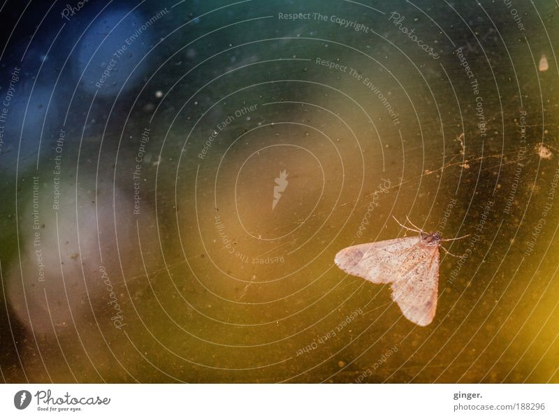 Moth to a Flame Nature Animal Beautiful weather Wing Insect 1 To hold on Hang Crawl Window Blue Yellow Green Translucent Hideous Glass Patch Reflection Feeler