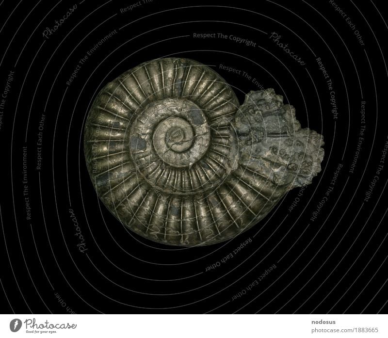 Arnioceras ceratitoides Leisure and hobbies Science & Research Inspiration Ammonite Collection Accumulate Jurassic system Lias arietal clay praise line Pyrite