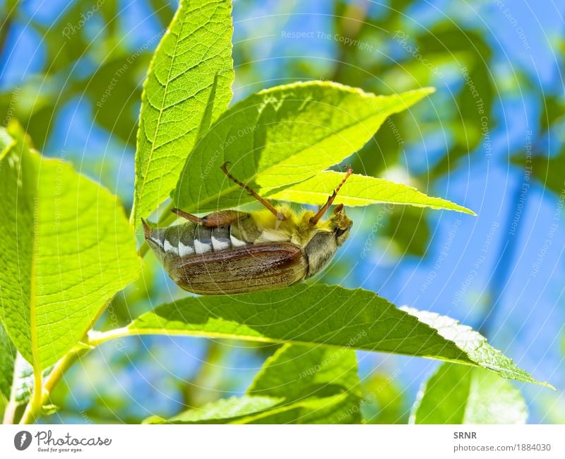 Chafer on Leaf Environment Nature Plant Beetle 1 Animal Under animals chafers Insect Pests wing Biology Living thing Parasitic May dorr Colour photo Deserted