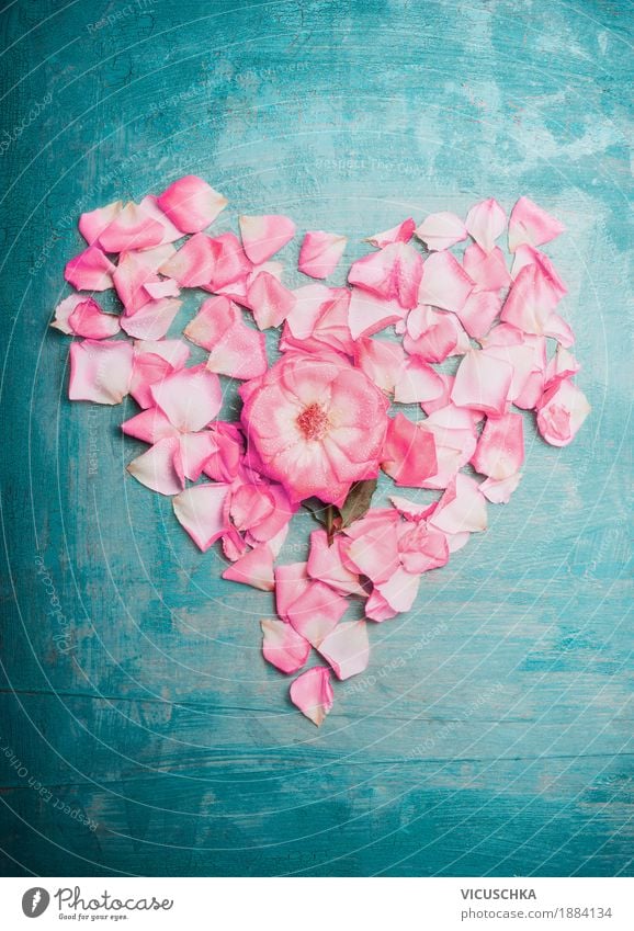 Heart of pink rose petals on turquoise blue background Style Design Feasts & Celebrations Valentine's Day Birthday Nature Plant Rose Blossom Decoration Bouquet