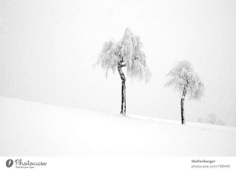 Winter dream in white Nature Landscape Plant Water Clouds Ice Frost Snow Tree Birch tree Hill Dark Fresh Gray Black White Moody Agreed Loneliness Uniqueness