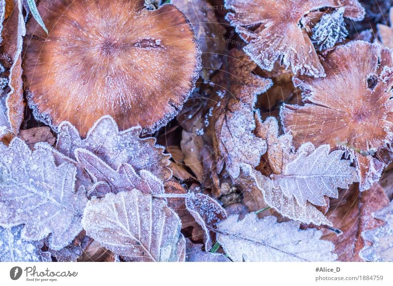 frost foliage Environment Nature Landscape Plant Animal Autumn Winter Climate Weather Ice Frost Leaf Mushroom Forest Woodground Deserted Exceptional Fresh
