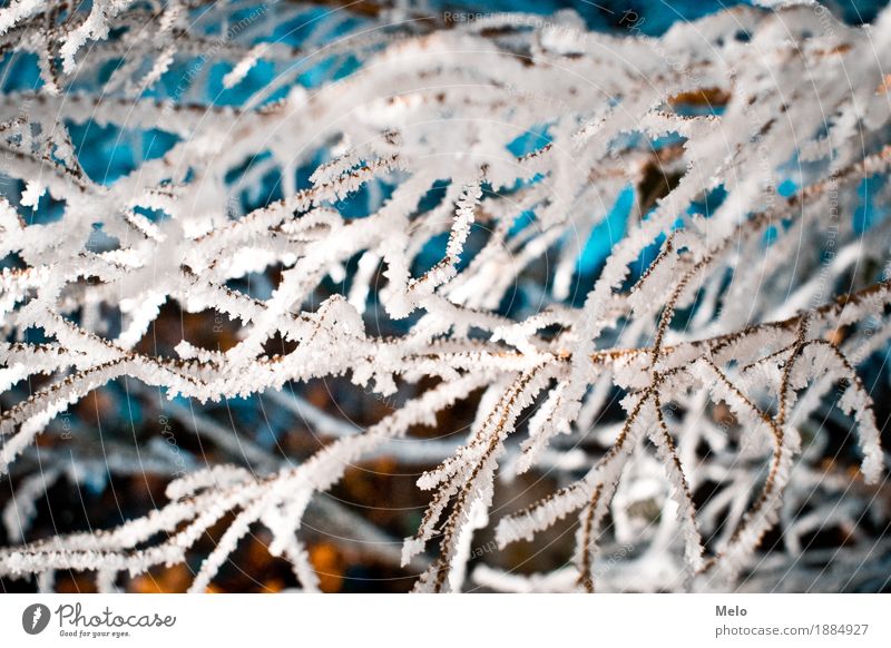 frost II Nature Animal Air Drops of water Winter Snow Tree Garden Cold Blue Turquoise Romance Serene Patient Calm Colour photo Exterior shot Deserted