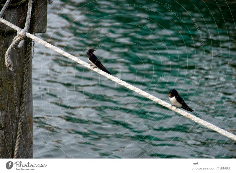 tightrope walkers Nature Animal Water Summer Coast Bay Baltic Sea Island Bird Wing 2 Pair of animals Crouch Skipping Sit Colour photo Exterior shot Deserted Day