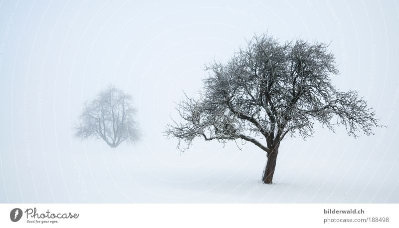 Two trees in the snow Harmonious Relaxation Calm Winter Snow Winter vacation Nature Landscape Fog Tree Meadow White Snowscape Snow layer Colour photo