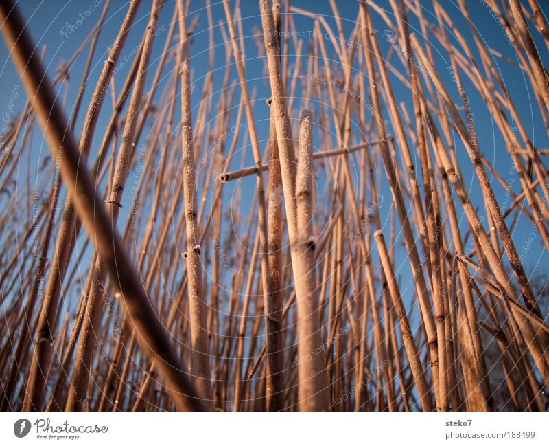 reed bed Ice Frost Coast Lakeside Thin Gigantic Tall Cold Near Bend Delicate Close-up Deserted Dawn Tilt