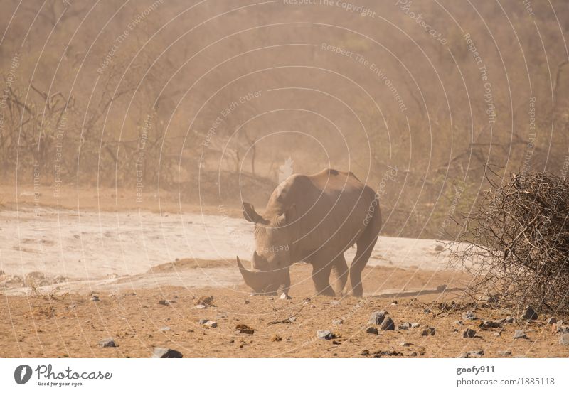 Rhino 2 Vacation & Travel Trip Adventure Far-off places Safari Summer Sun Environment Nature Landscape Earth Sand Warmth Drought Bushes Desert Animal