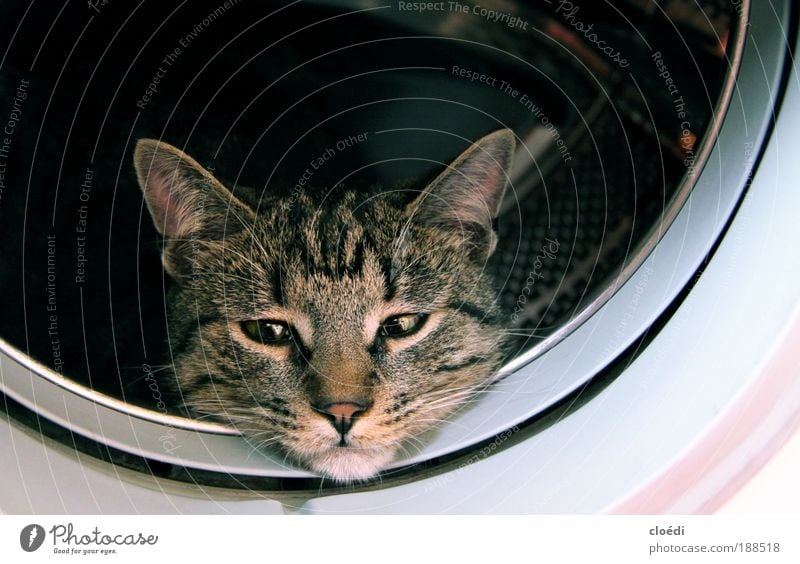 cat wash Washer Animal Pet Cat 1 Observe Cuddly Brown Gray Black White Interior shot Copy Space right Copy Space top Animal portrait Looking into the camera