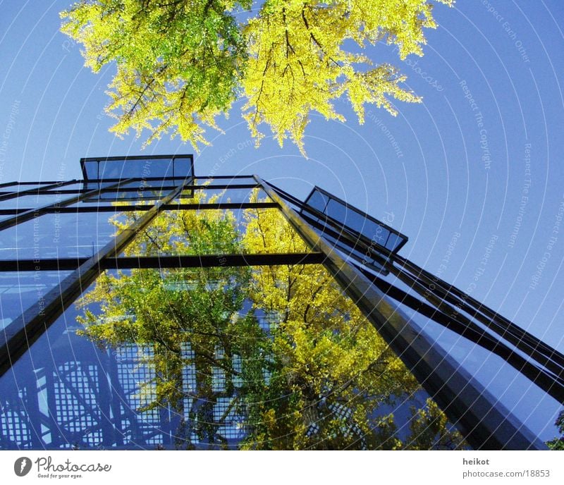 phase2 Reflection Tree Planning Architecture Glass Sky Phenomenon