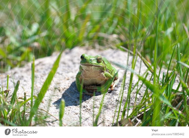 Green frog with grass Summer Environment Nature Landscape Animal Grass Leaf Wild plant Wild animal Frog 1 Jump Small Wet Natural New Cute Slimy White Loneliness