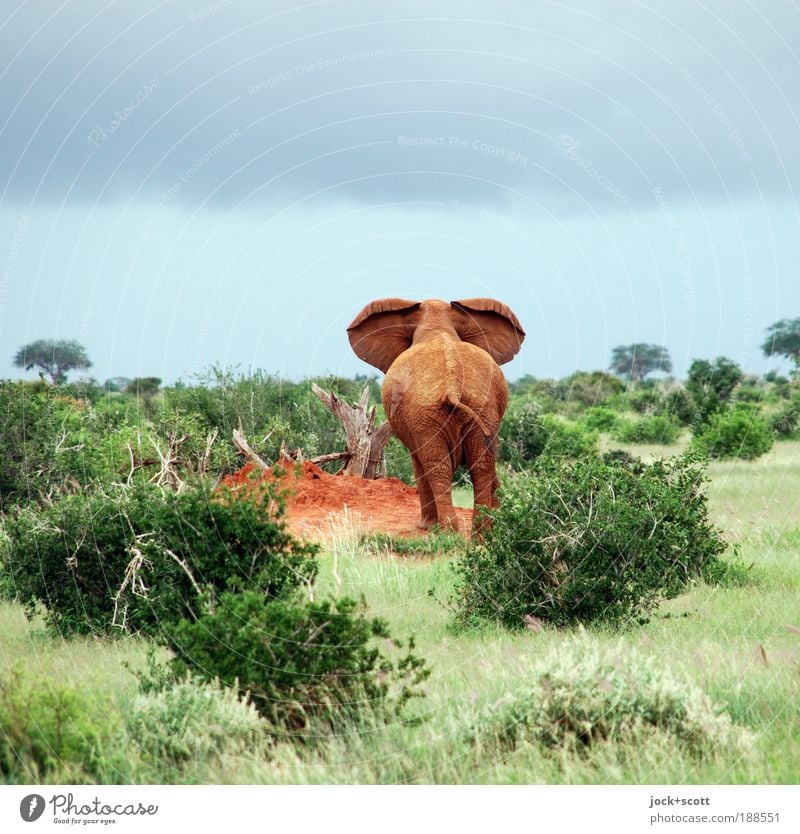 listen to the elephant's ass Safari Storm clouds Bushes Savannah Wild animal Elephant Watchfulness Elefantears Hind quarters Tropical Neutral Background