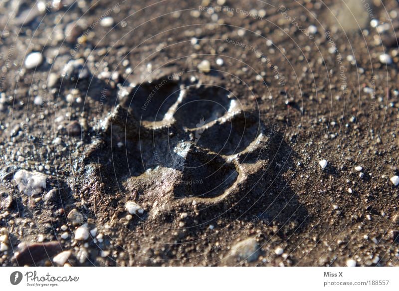 Cat or dog? Nature Earth Animal Pet Wild animal Dog Paw Animal tracks 1 Walking Dirty Walk the dog To go for a walk Stone Lanes & trails Imprint Threat Hunting