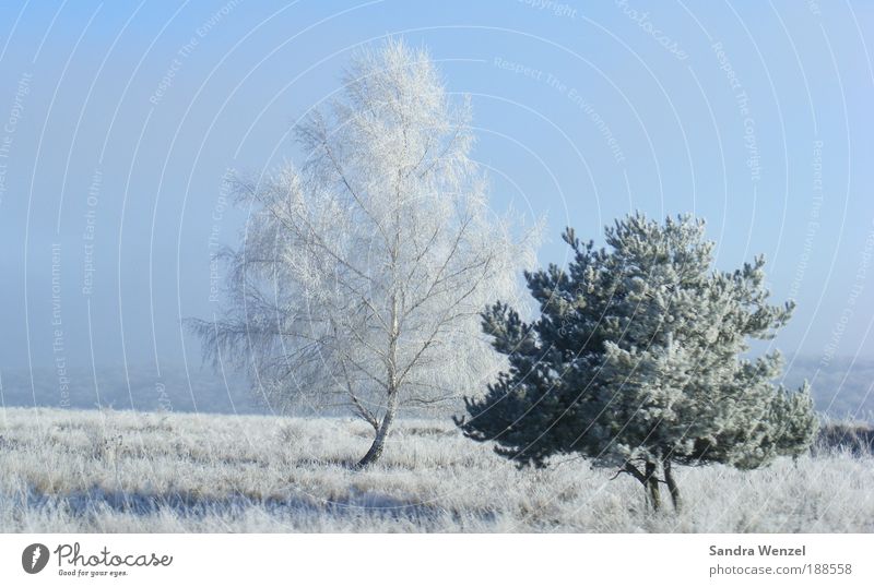 winter idyll Vacation & Travel Winter Snow Winter vacation Environment Nature Plant Cloudless sky Weather Beautiful weather Ice Frost Tree Field
