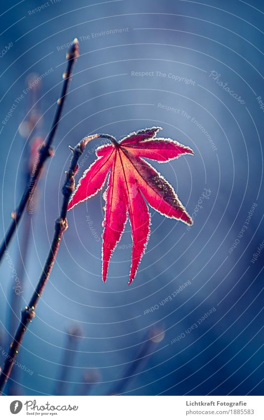red maple Nature Plant Animal Winter Bushes Leaf Hang Growth Exceptional Free Fresh Good Uniqueness Cold Natural Gloomy Blue Red Beautiful Serene Calm
