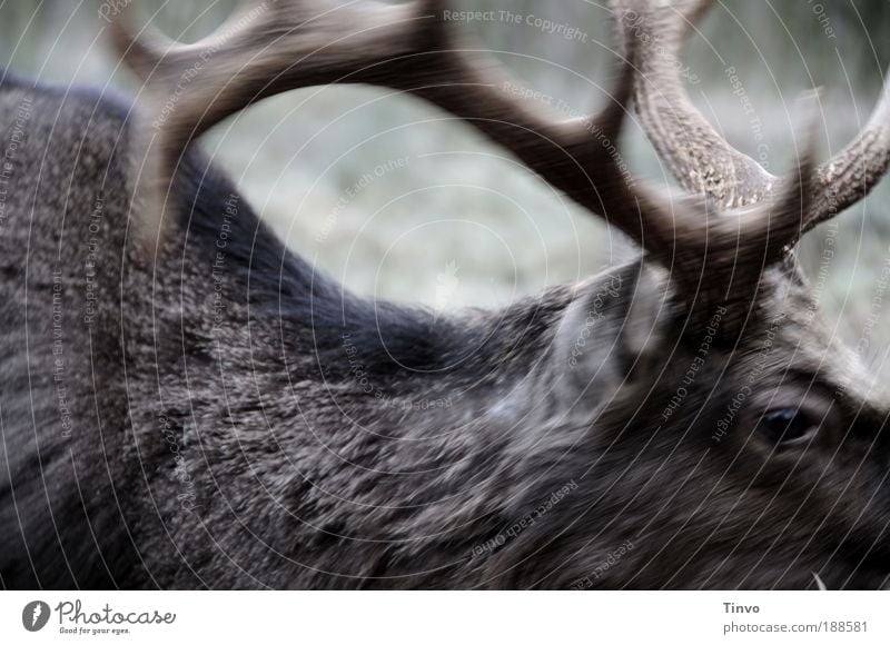 Deer Heinrich Animal 1 Movement Strong Wild Power Might Pelt antlers Sika deer animal eye Nature Wilderness Colour photo Subdued colour Exterior shot Close-up