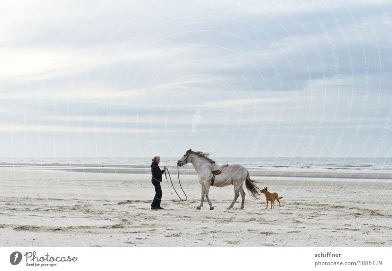 Belgian horse whisperers in the storm Human being Feminine Woman Adults 1 Nature Clouds Wind Gale Coast Beach Ocean Animal Dog Horse Exceptional Far-off places