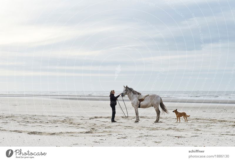 Belgian horse whisperers Human being Feminine Woman Adults 1 Clouds Waves Coast Beach Ocean Animal Pet Dog Horse Stand Caress Whisper Horse lover To talk