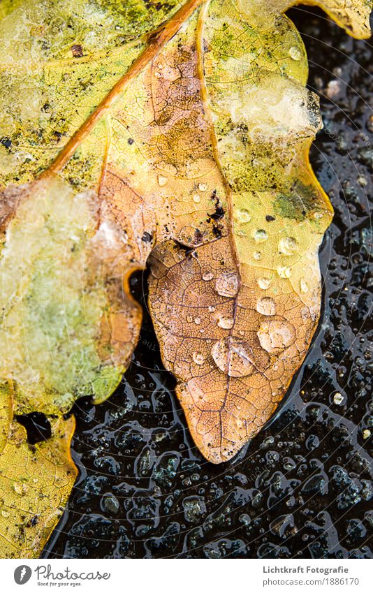 melting of snow Nature Water Drops of water Winter Weather Ice Frost Snow Leaf Fresh Wet Natural Beautiful Brown Yellow Gold Black Calm Unwavering Interest