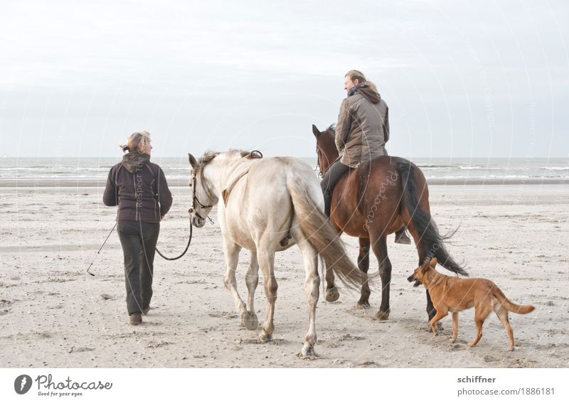 Belgian day at the sea Feminine Woman Adults 2 Human being Dog Horse 3 Animal Going Ride Equestrian sports To talk Beach Ocean Far-off places Calm