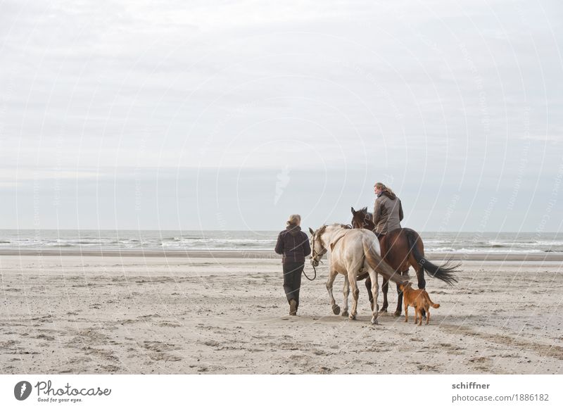 Belgian Day at the Sea II Human being Feminine Woman Adults 2 Clouds Waves Coast Beach Animal Pet Dog Horse 3 Going Ride Covered Wind Horse lover Horseback