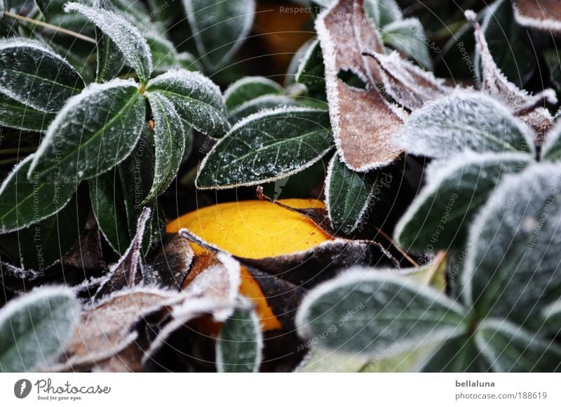 Search picture - Wild Quince Environment Nature Plant Climate Weather Beautiful weather Ice Frost Bushes Leaf Foliage plant Wild plant Cold Yellow Colour photo