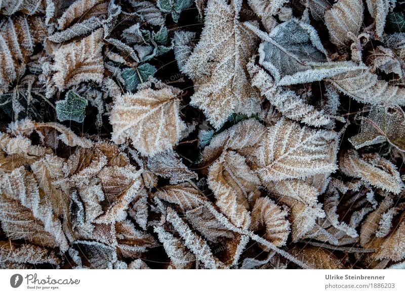 hoarfrost 1 Environment Nature Plant Autumn Winter Ice Frost Leaf Garden Park Meadow Cold Natural Change Hoar frost Autumn leaves Ivy Ground cover plant