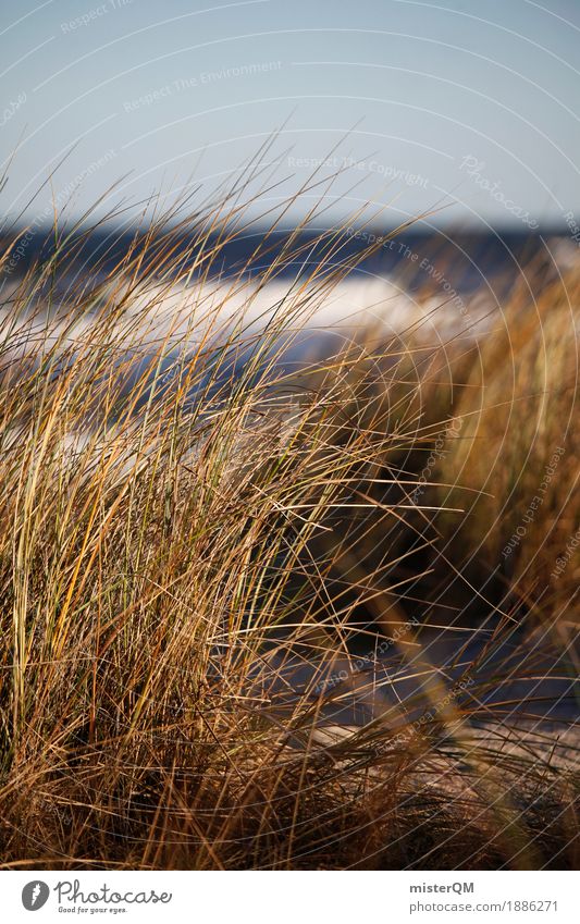 Dune grass IV Nature Esthetic Contentment Vacation photo Grass Marram grass Blow Wind Calm Baltic Sea Baltic island Coast Remote Colour photo Subdued colour