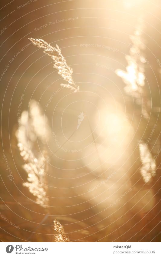 Solar Wind II Art Esthetic Calm Gust of wind Field Straw Meadow Grass Grass blossom Sun Summer Sunbeam Idyll Gold Colour photo Subdued colour Exterior shot