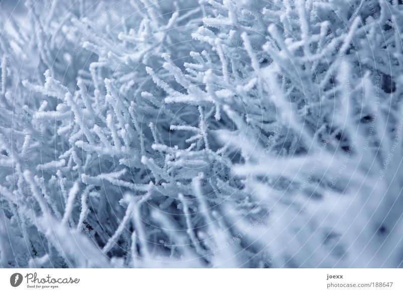 snow corals Nature Weather Snow Cold Blue White Branch Winter Winter mood Colour photo Subdued colour Exterior shot Detail Day