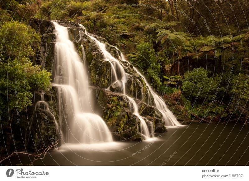 Waterfall New Zealand #1 Environment Nature Landscape Plant Drops of water Tree Bushes Moss Fern Virgin forest Pond Brook Esthetic Beautiful Power Colour photo