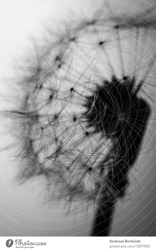 lightness Summer Nature Plant Wind Flower Jump Beautiful Soft Grief dandelion seed black dandilion white abstract flying close up bloom damaged head blowball