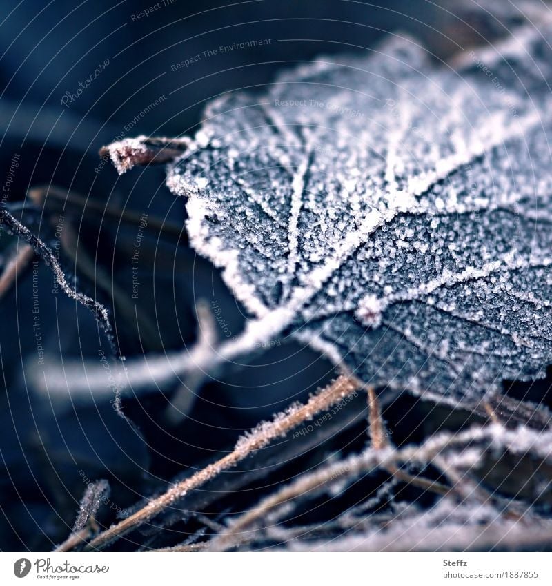Winter leaf with hoarfrost Hoar frost Cold shock cold snap winter cold onset of winter winterly silence Nordic Frost chill Seasons Domestic Sadness transient