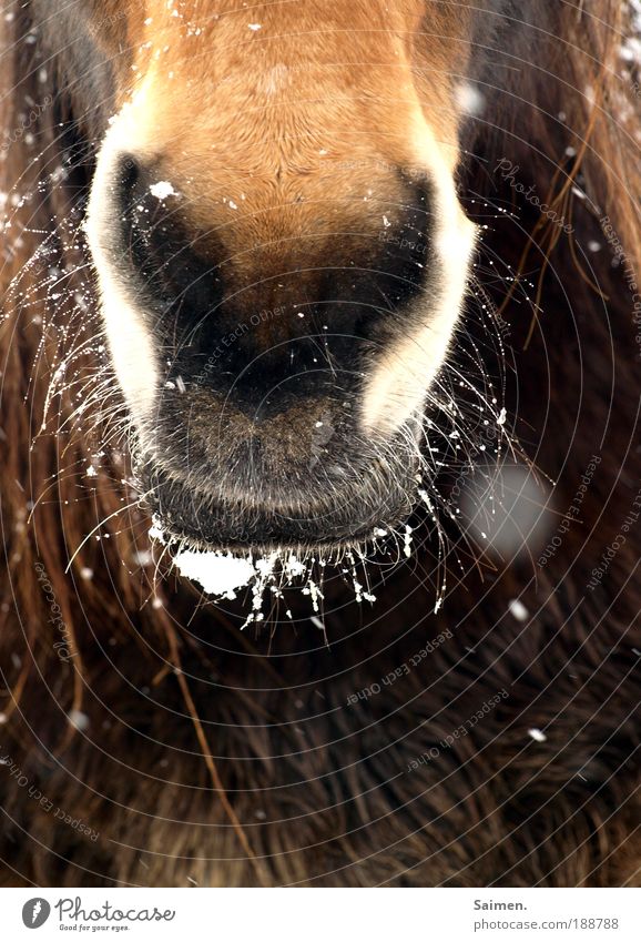 kalt´s mouth Animal Farm animal Horse 1 Breathe Freeze Threat Gigantic Cold Brown Love of animals Curiosity Interest Timidity Respect Environment Nature